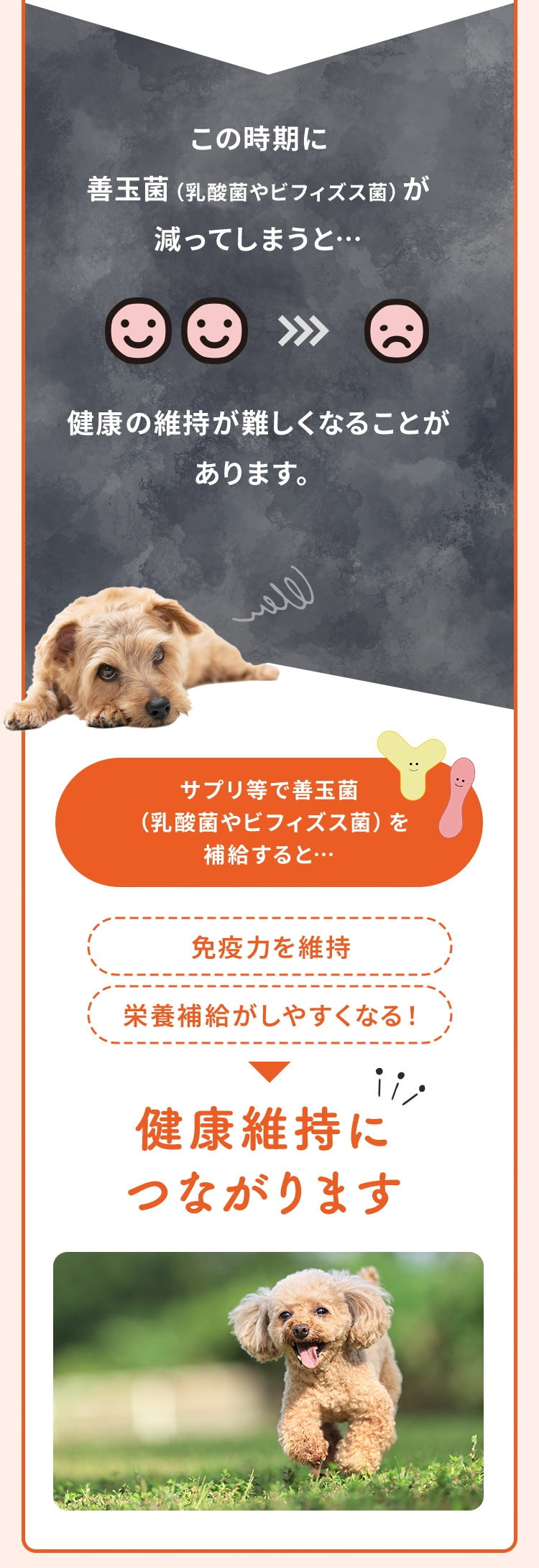 <a href="https://www.qoo10.jp/gmkt.inc/Search/brand.aspx?brandno=62316" target="_blank" class="title_brand" id="btn_brand" title="大正製薬">大正製薬</a>【公式】大正製薬 わんビオフェルミンS 40g 2袋 犬 サプリ サプリメント 腸活 免疫力 健康維持 ビフィズス菌 乳酸菌 犬サプリ イヌ 犬用 ペット 腸活サプリ 無添加 ふりかけ 粉 腸内環境