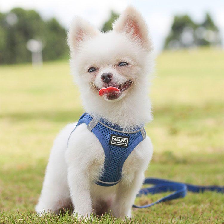 新商品プロモーション，数量限定 ペット用 犬用 ハーネスとリード２点セット 簡単着脱 マジックテープ式８種 全8種　犬用型ハーネス＆リード しつけ 歩行補助 リードコンペット用 犬用