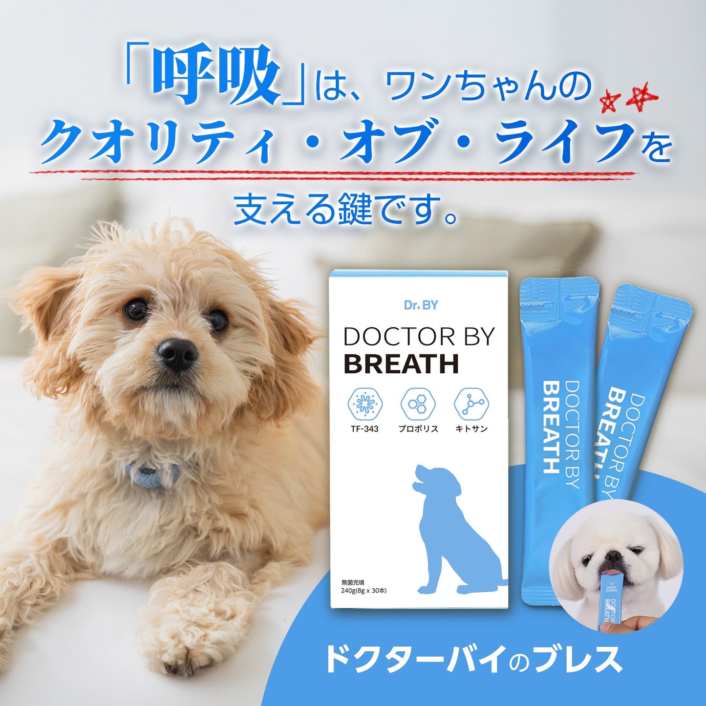 <a href="https://www.qoo10.jp/gmkt.inc/Search/brand.aspx?brandno=120824" target="_blank" class="title_brand" id="btn_brand" title="ドクターバイ">ドクターバイ</a>[公式]ブレス犬気管支サプリメント咳風邪気管虚脱カッカッ免疫力日本特許成分「TF-343」30本 (240g)