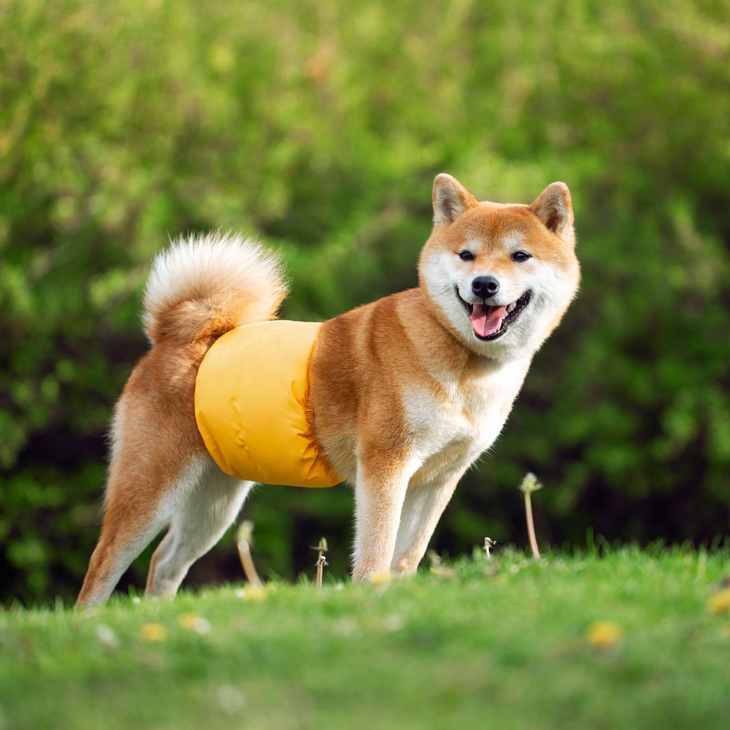 <a href="https://www.qoo10.jp/gmkt.inc/Search/brand.aspx?brandno=124379" target="_blank" class="title_brand" id="btn_brand" title="マナーウェア">マナーウェア</a>犬用 マナー 男の子 マナーウェア おむつカバー いぬ用 トイレ用品 マナーバンド 生理用 犬