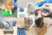 <a href="https://www.qoo10.jp/gmkt.inc/Search/brand.aspx?brandno=120824" target="_blank" class="title_brand" id="btn_brand" title="ドクターバイ">ドクターバイ</a>[公式]犬プロバイオティクス犬乳酸菌サプリメント下痢止め便秘解消整腸剤下痢 30本(60g)