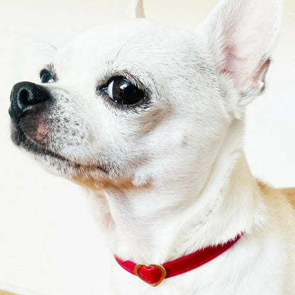 <a href="https://www.qoo10.jp/gmkt.inc/Search/brand.aspx?brandno=121124" target="_blank" class="title_brand" id="btn_brand" title="MELODY ACCESSORY">MELODY ACCESSORY</a>犬用 ネックレス ドッグアクセサリー 日本製 首輪 チョーカー 送料無料 調節可能 犬 いぬ ねこ 猫 ペット シンプル 小型犬 中型犬 かわいい おしゃれ トイプードル