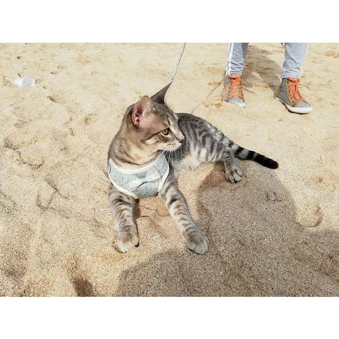 新商品プロモーション，数量限定 犬 猫 ハーネス リード ペット リーフ 葉 デザイン 服 ウェアハーネス 胴輪 キャット ドッグ犬 猫
