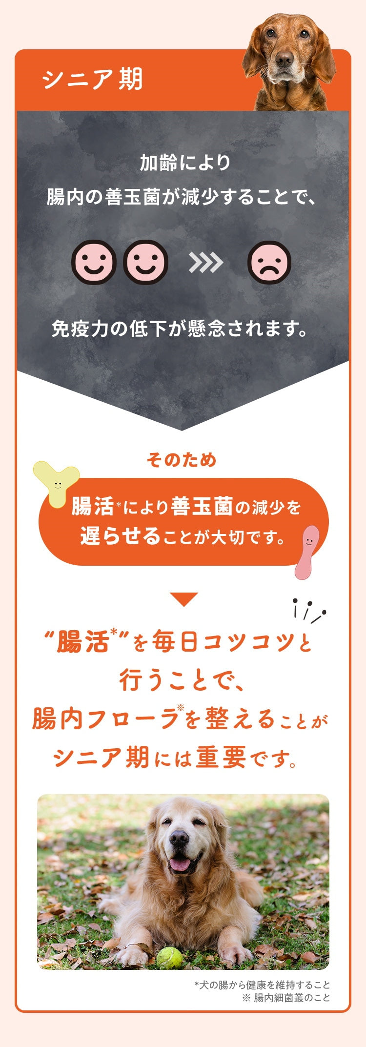 <a href="https://www.qoo10.jp/gmkt.inc/Search/brand.aspx?brandno=62316" target="_blank" class="title_brand" id="btn_brand" title="大正製薬">大正製薬</a>【公式】大正製薬 わんビオフェルミンS 40g 6袋 犬 サプリ サプリメント 腸活 免疫力 健康維持 ビフィズス菌 乳酸菌 犬サプリ イヌ 犬用 ペット 腸活サプリ 無添加 ふりかけ 粉 腸内環境