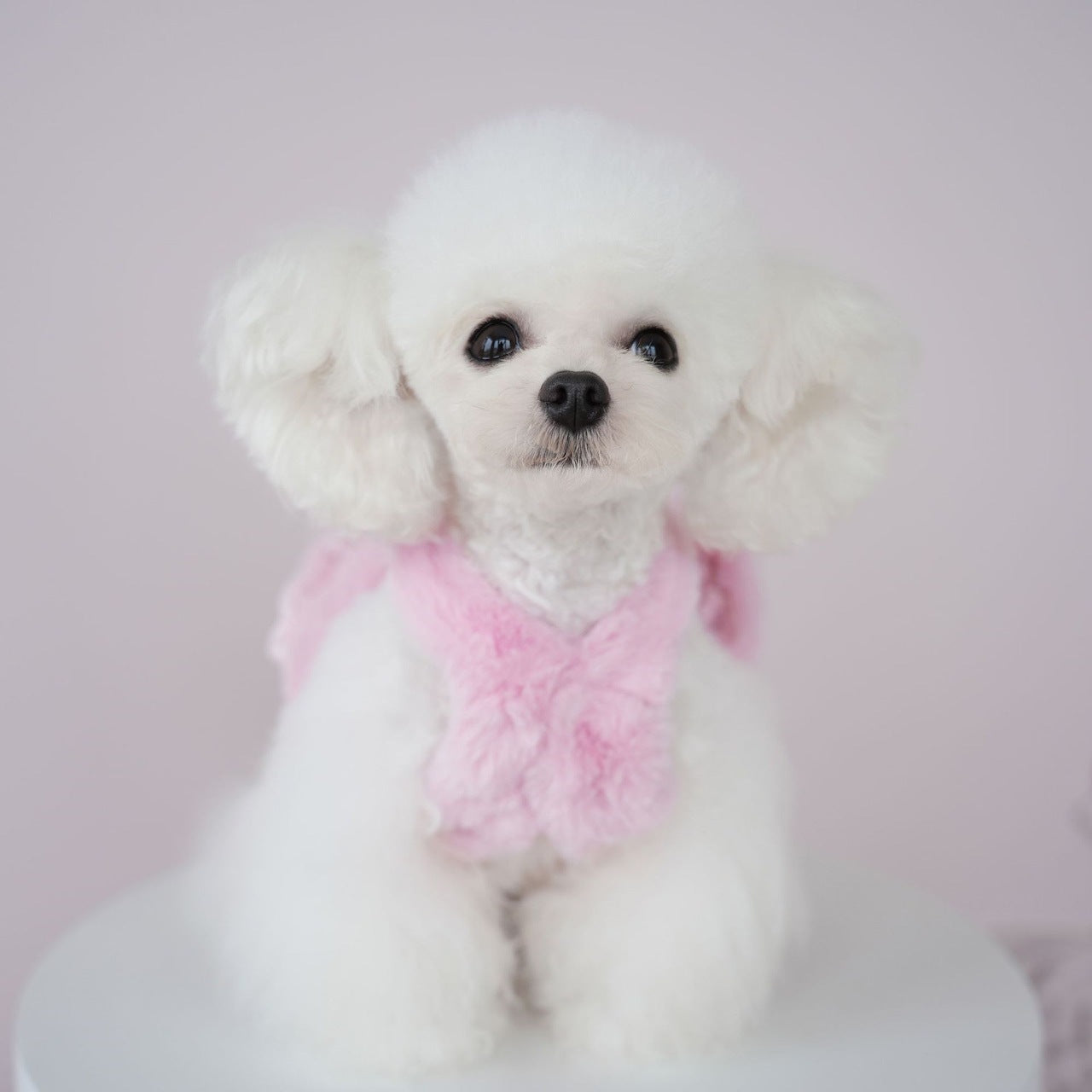 犬の服ペット犬秋冬モデル模造ウサギ毛ホルタードレス猫コールドコート クマテディコート