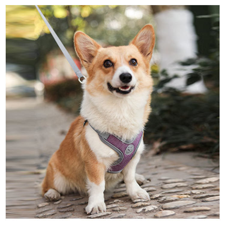 犬具 ハーネスリードセット 小型犬 ドッグ メッシュ ハーネスリード dog ベスト型 胴輪 犬用