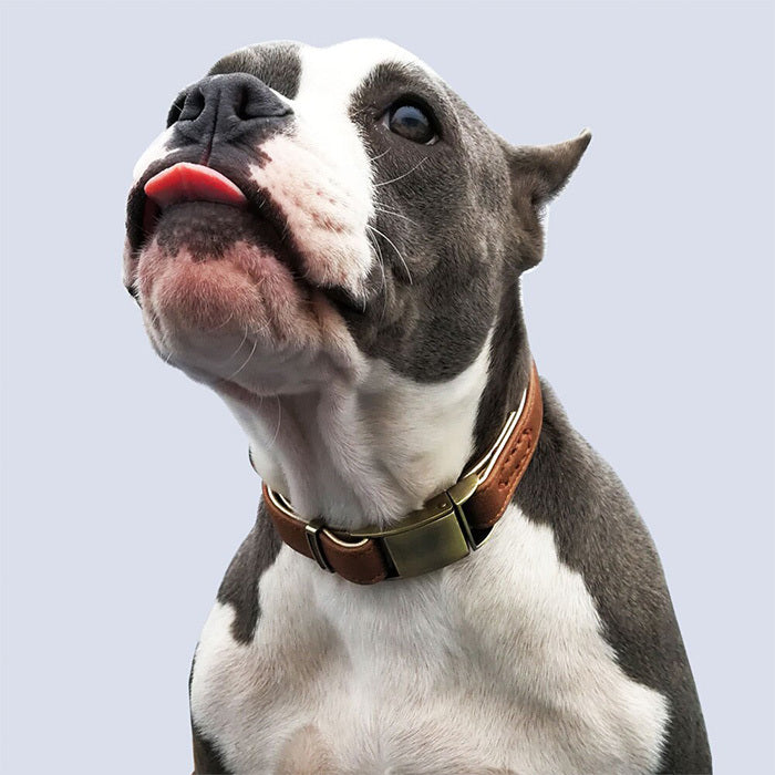 猫 小型犬 ペットグッズ 犬 2重ロック 痛くない 首輪 中型犬 レザー マイクロファイバー ドッグ ペット