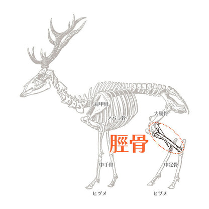 エゾシカ 脛骨 1本 ルークラン