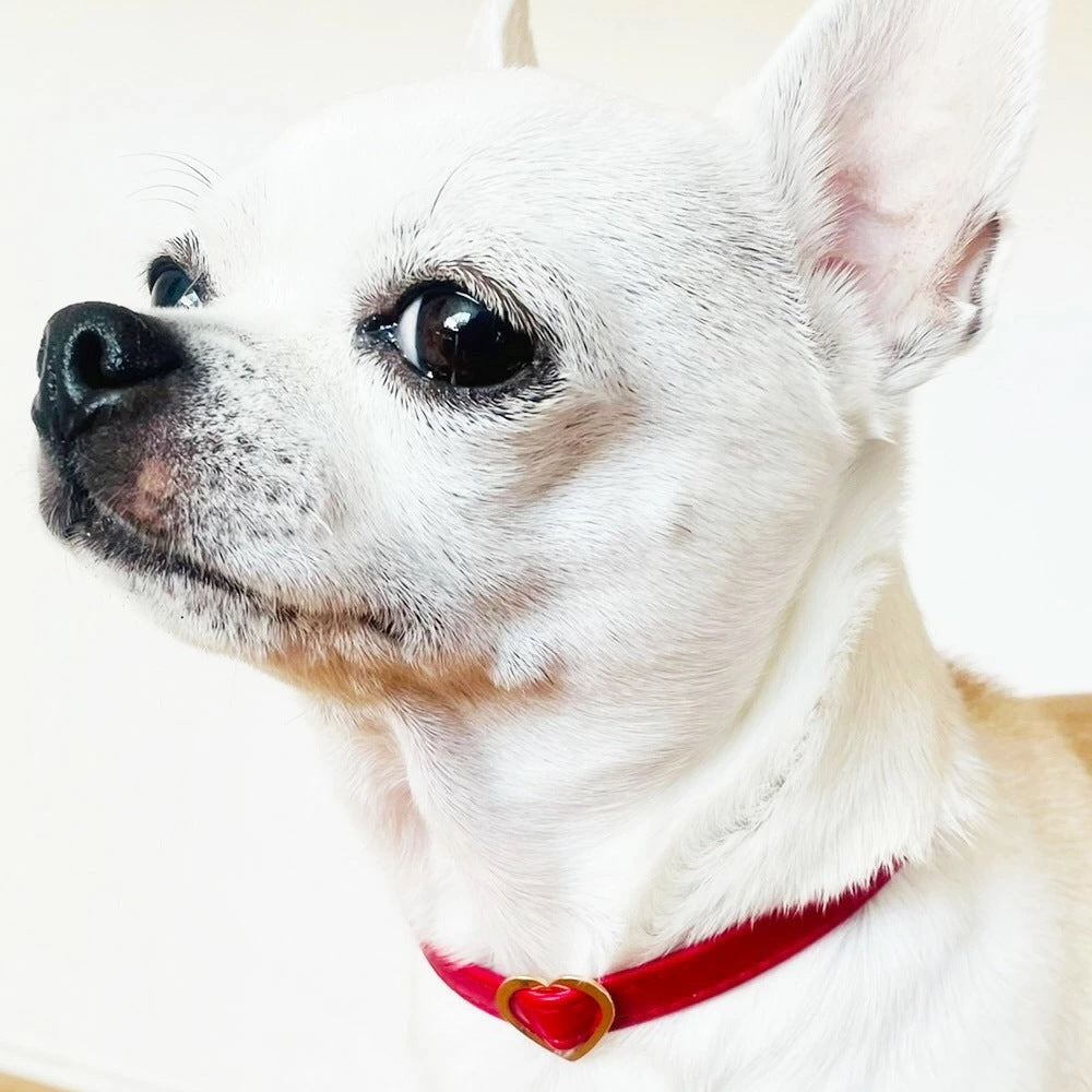 <a href="https://www.qoo10.jp/gmkt.inc/Search/brand.aspx?brandno=121124" target="_blank" class="title_brand" id="btn_brand" title="MELODY ACCESSORY">MELODY ACCESSORY</a>犬用 ネックレス ドッグアクセサリー 日本製 首輪 チョーカー 送料無料 調節可能 犬 いぬ ねこ 猫 ペット シンプル 小型犬 中型犬 かわいい おしゃれ トイプードル