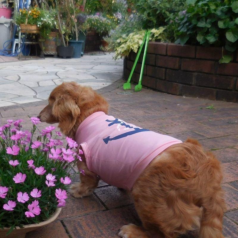 超目玉新品 ペットファッション 犬服 ドッグウェア ペットウェア 薄手 ノースリーブ プリントＴシャツ 碇 マリン 犬用 犬 いぬ ドッグ 可愛い かわいい