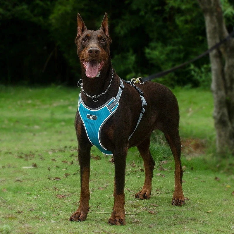 沸騰新柄追加 犬 ハーネス 犬ハーネス 胴輪 犬用ハーネス 犬のハーネス おしゃれ かわいい リード 子犬 小型犬 中型犬 脱げない リードセット 簡単装着 快適 アジャスquma