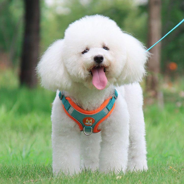 新商品プロモーション，数量限定 犬用 ハーネス 小型犬用 ハーネス リード ２点セット ペット用品 小型犬 全６色 S M L XL リード長さ約15ｍ ハーネス　胴輪　簡単着犬用 ハーネス