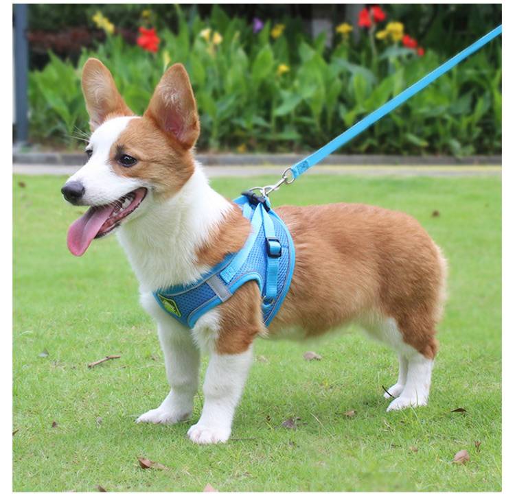 胴輪 犬用 抜けない 犬具 しっかりロック 小型犬 簡単装着 散 犬 中型犬 ドッグ イヌ メッシュ いぬ M 負担が少な 抜けにくい 犬ハーネスリードセット かわいい おしゃれ お出かけ