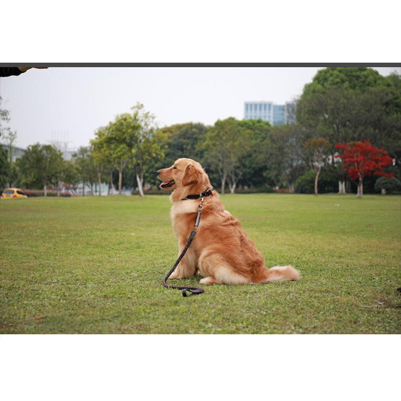 犬用 首輪 リード 大型犬 中型犬 ペットリード 革 レザー メタル スプリング付き 衝撃緩和 錆に強い 丈夫 頑丈 ちょっぴり かっこいい