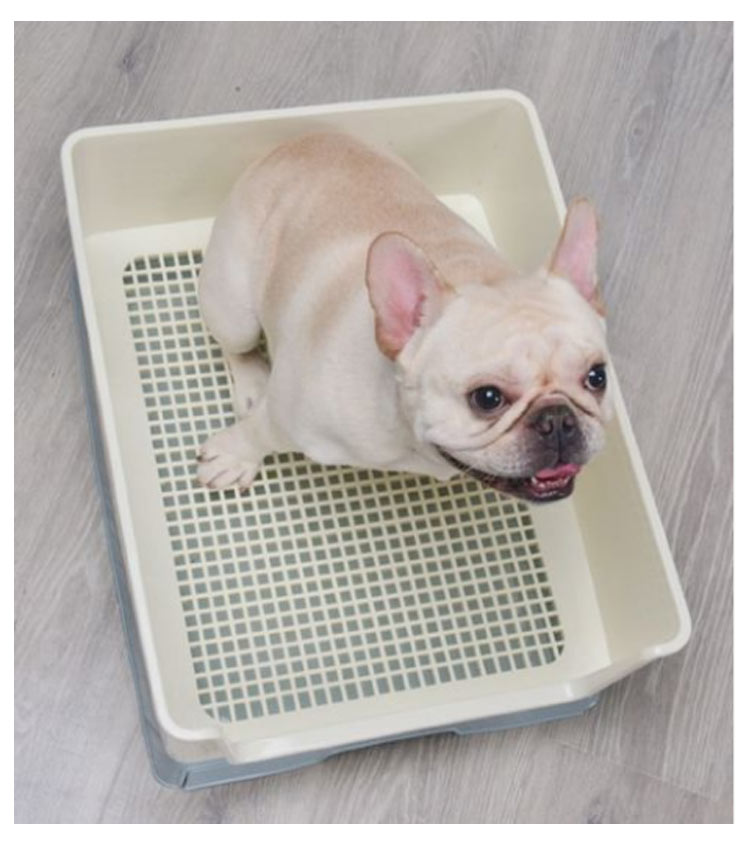 犬 トイレトレー ワイド トレーニング犬トイレ トイレ容器 トイレ本体 室内トイレ 立体柱付き 引き出しの設計 小型 飛び散り 防止 足上げ ゴールデンレトリバー 介護 老犬 トイレ犬 しつけ お掃除