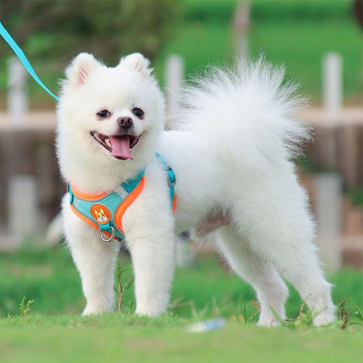 新商品プロモーション，数量限定 犬用 ハーネス 小型犬用 ハーネス リード ２点セット ペット用品 小型犬 全６色 S M L XL リード長さ約15ｍ ハーネス　胴輪　簡単着犬用 ハーネス