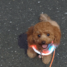中型 猫 首輪 小型 ペット 大型 LED 充電式 光る 犬 ライト カラー