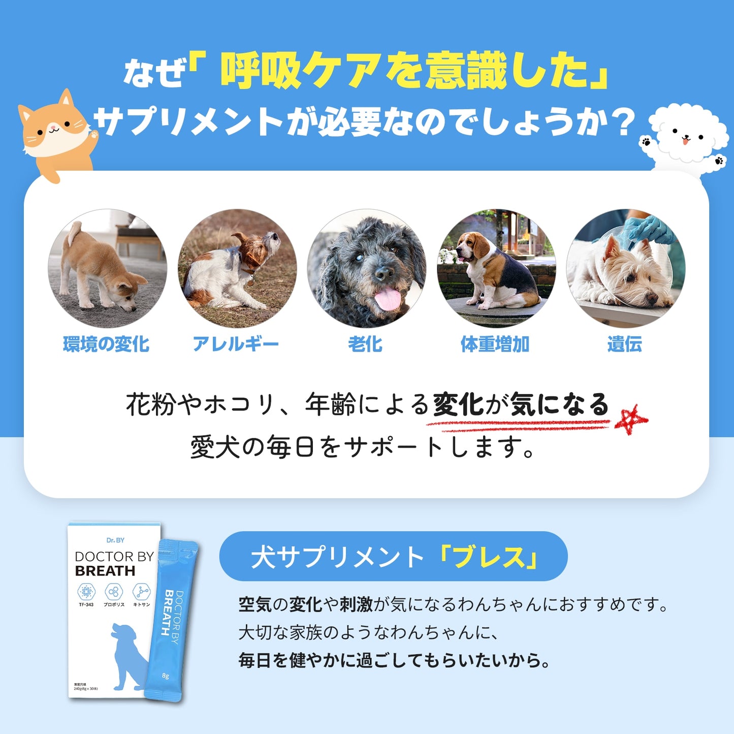 <a href="https://www.qoo10.jp/gmkt.inc/Search/brand.aspx?brandno=120824" target="_blank" class="title_brand" id="btn_brand" title="ドクターバイ">ドクターバイ</a>[公式]ブレス犬気管支サプリメント咳風邪気管虚脱カッカッ免疫力日本特許成分「TF-343」30本 (240g)