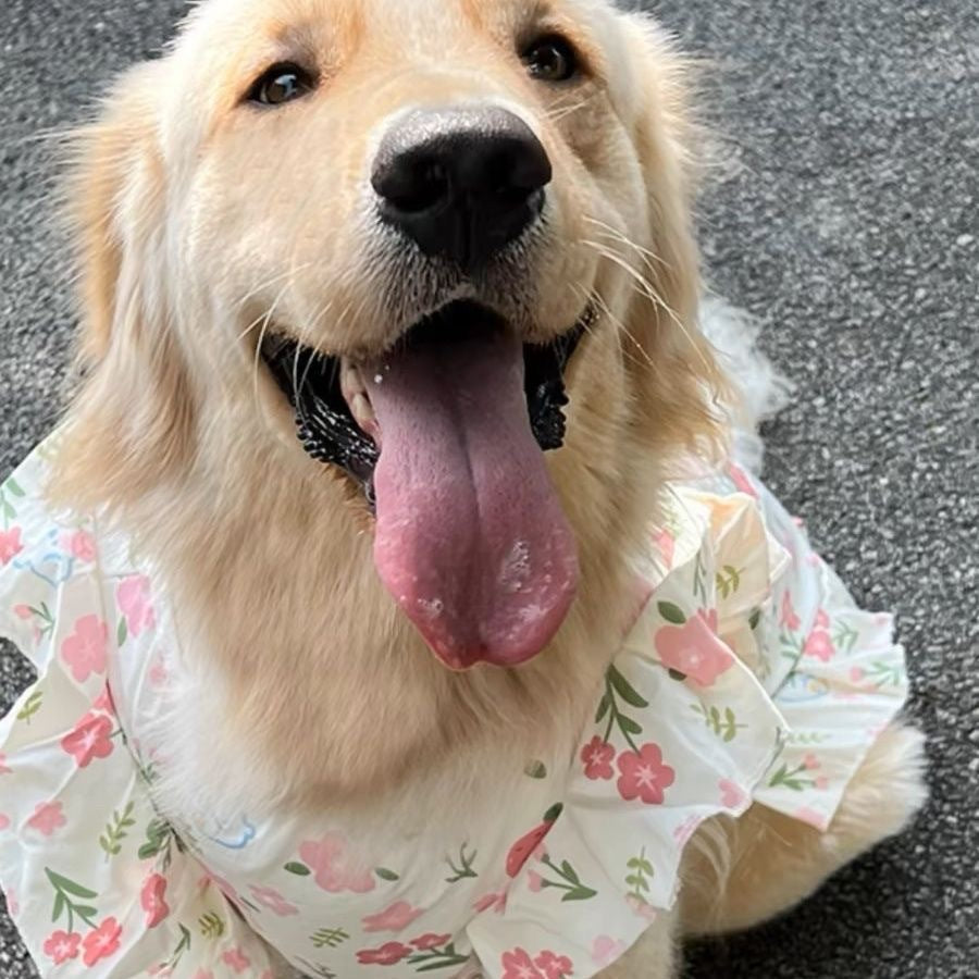 【新作犬猫服 登場】 犬服 ペット服 犬 洋服 春夏大型犬ペットベスト中型犬大型犬服