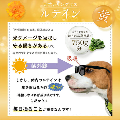 犬 サプリ シニア犬 目 瞳 頭 関節 獣医師大絶賛 国産 無添加 プロテオグリカン ルテイン フェルラ 酸 60粒