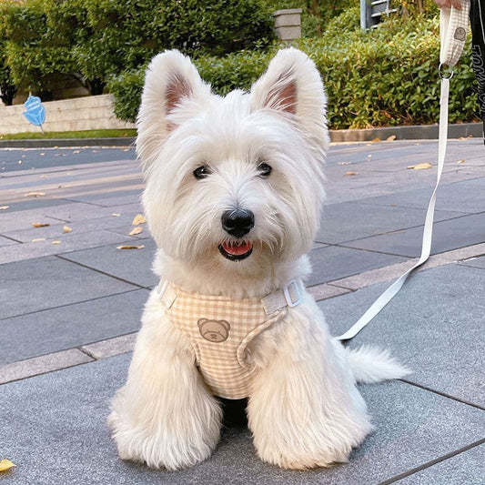 犬の韓国のかわいい熊のシリーズの胸のペットのテディは熊より外に出て胸の帯の牽引縄を持ちます