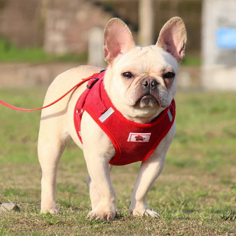 沸騰新柄追加 犬 ハーネス 犬ハーネス 犬用ハーネス 犬のハーネス おしゃれ かわいい リード 子犬 小型犬 中型犬 脱げない 犬ハーネスリードセット ドレスハーネスquma