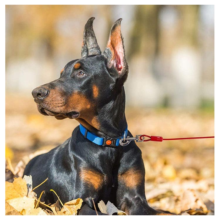 【早い者勝ちタイムセール】切れないリード ステンレス 大型犬 チューブ 犬用リード 錆びにくく リード 中型犬 犬の散歩 ワイヤー入り 切れないリード ワイヤーリード ドッグリード ロングリード 3M