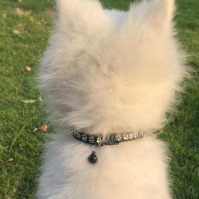 メガ割犬牽引紐かわいい高颜値散歩犬紐小型犬猫牽引紐コーキ博美胸ストラップ首輪892