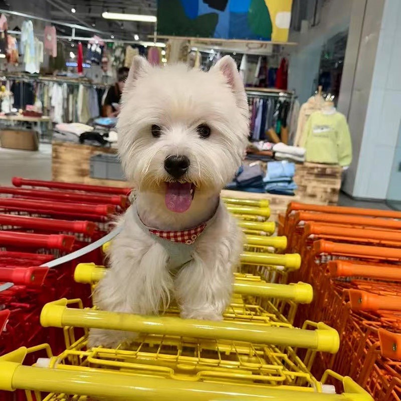 犬牽引紐ベスト式ドッグラン犬紐調節小型犬胸帯テディかわいいペット用品