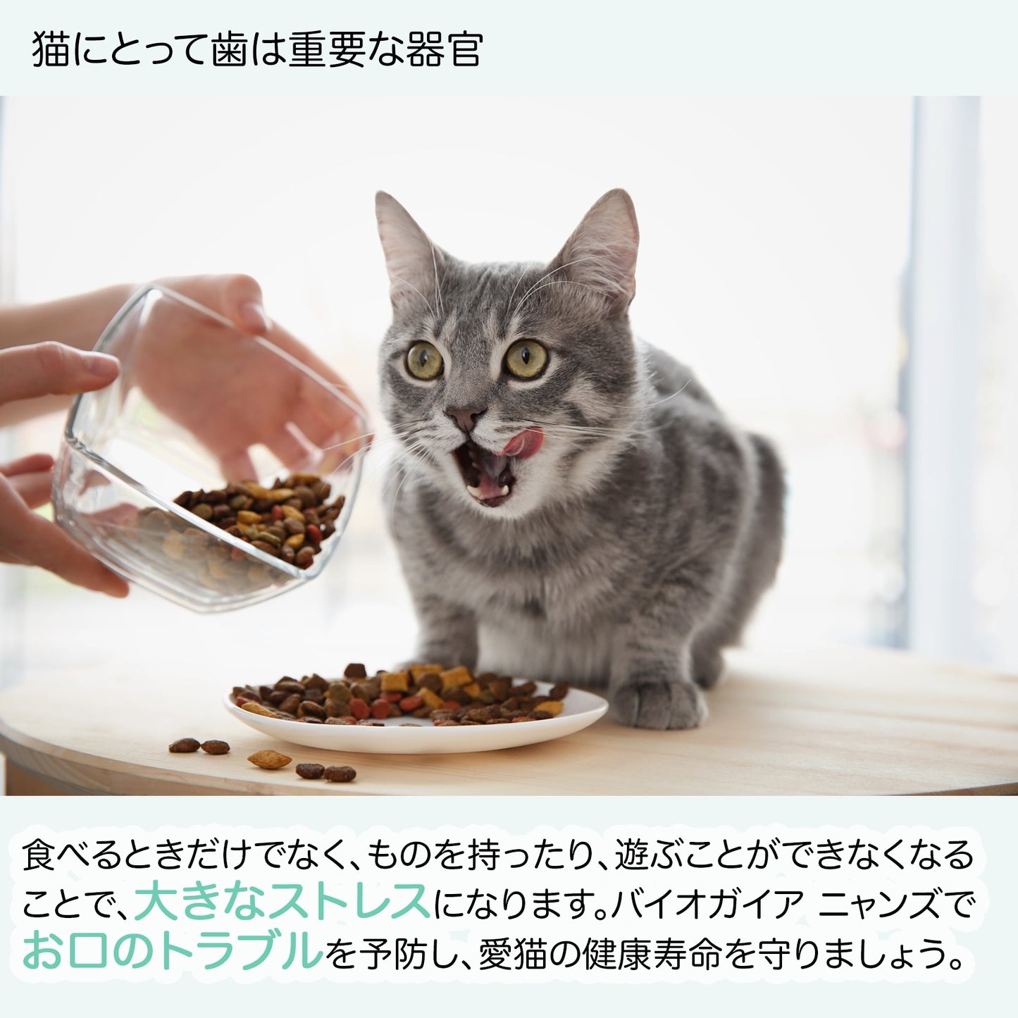 <a href="https://www.qoo10.jp/gmkt.inc/Search/brand.aspx?brandno=112140" target="_blank" class="title_brand" id="btn_brand" title="BioGaia">BioGaia</a>【公式ストア 即日発送】ニャンズ Nyans 10ml（猫用 犬にも使用可）無味無臭 リキッド サプリメント 口臭 便秘