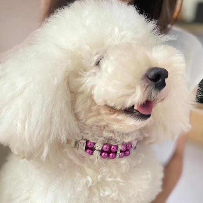 アクセサリー 小型犬 チョーカー セレブ 首輪 おしゃれ パール かわいい きれい ペット 猫 中型犬 キラキラ 犬