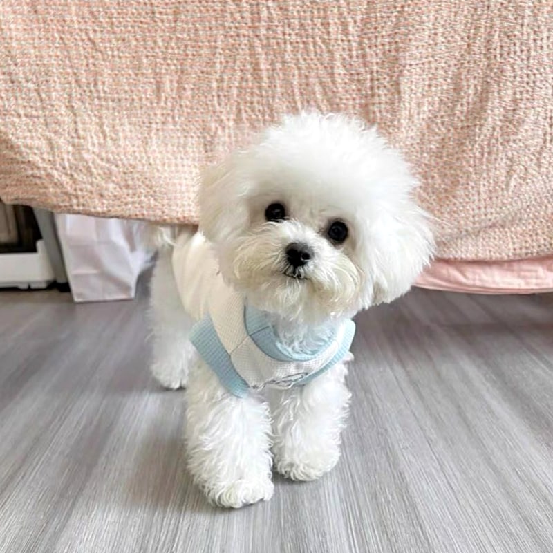 [犬 服]犬 洋服 ins人気商品 ペット犬服夏薄毛防止小さな子犬夏猫ベスト