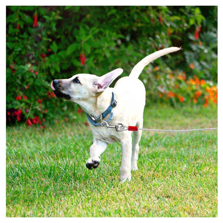 最長15m！犬 リード 丈夫 切れない リード 大型犬 中型犬 犬用リード 犬リード 長い 10m 犬の散歩 切れないリード ワイヤーリード ロングリード 3m 5m 6m 9m 15m