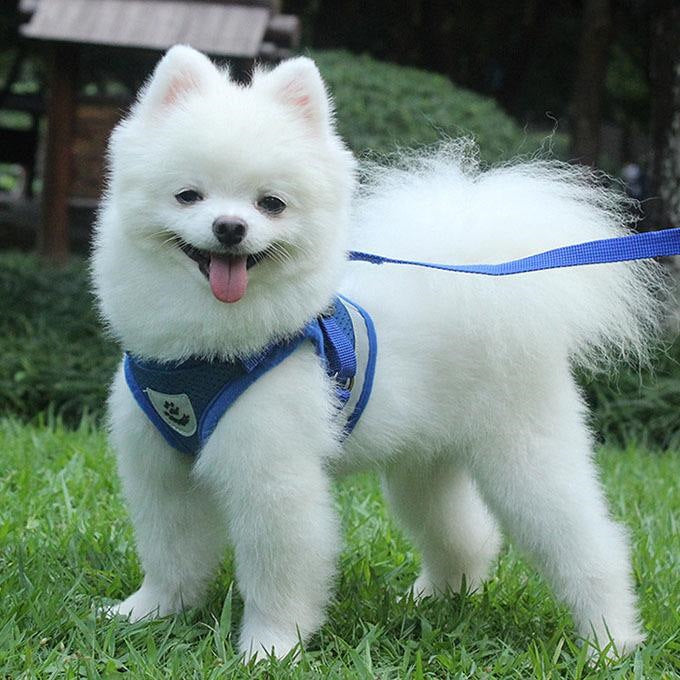 ペットグッズ 犬用品 首輪胴輪 リード ハーネスリード 犬 猫 ハーネス 新品 大人気 小型犬 中型犬 猫用 ネコ ウェアハーネス 犬ハーネス 抜けない
