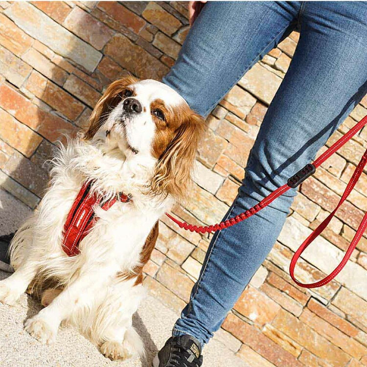 【人気商品】EZ リード ゼロショックライト 120cm EZYDOG