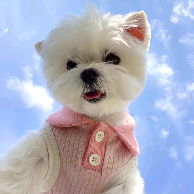 犬 洋服 カジュアルポロシャツ犬春夏服猫通気性ペット服
