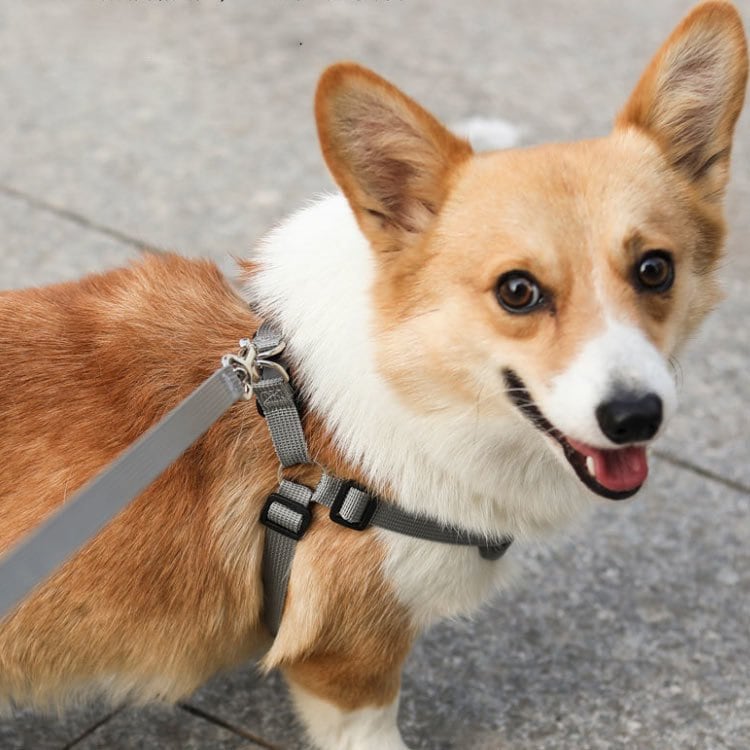 犬具 ハーネスリードセット 小型犬 ドッグ メッシュ ハーネスリード dog ベスト型 胴輪 犬用
