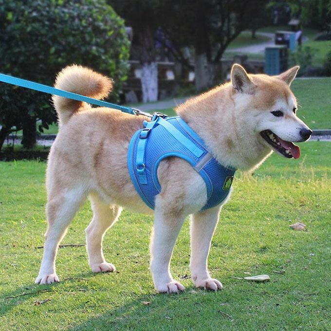 犬ウェアハーネス リードセット ネコ ワンちゃん 大人気 上品 全サイズ リードメッシュハーネス 愛犬 反射板 散歩 安心 マジックテープ
