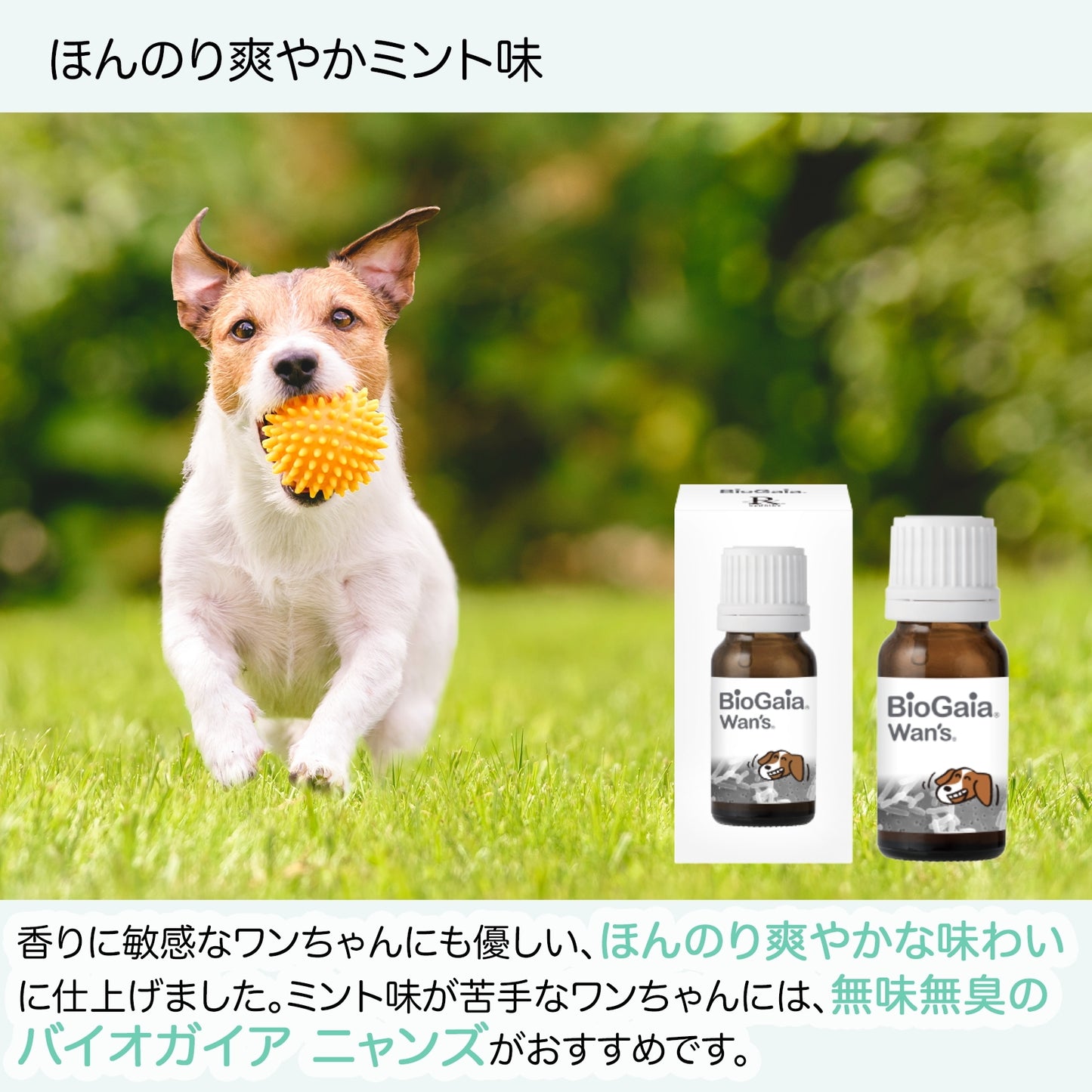 <a href="https://www.qoo10.jp/gmkt.inc/Search/brand.aspx?brandno=112140" target="_blank" class="title_brand" id="btn_brand" title="BioGaia">BioGaia</a>【公式ストア 即日発送】ワンズ Wans 10ml（犬用）ペット用　口臭対策　乳酸菌　ロイテリ菌 マルチプロバイオティックス