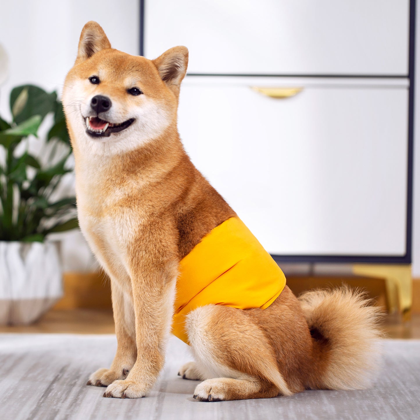 <a href="https://www.qoo10.jp/gmkt.inc/Search/brand.aspx?brandno=124379" target="_blank" class="title_brand" id="btn_brand" title="マナーウェア">マナーウェア</a>犬用 マナー 男の子 マナーウェア おむつカバー いぬ用 トイレ用品 マナーバンド 生理用 犬