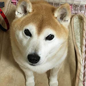 <a href="https://www.qoo10.jp/gmkt.inc/Search/brand.aspx?brandno=66334" target="_blank" class="title_brand" id="btn_brand" title="ペティオ">ペティオ</a>お手入れらくらく ドッグトレー専用 シーツ破れ防止カバー メッシュ ブラウン 茶 犬用トイレ トイレ
