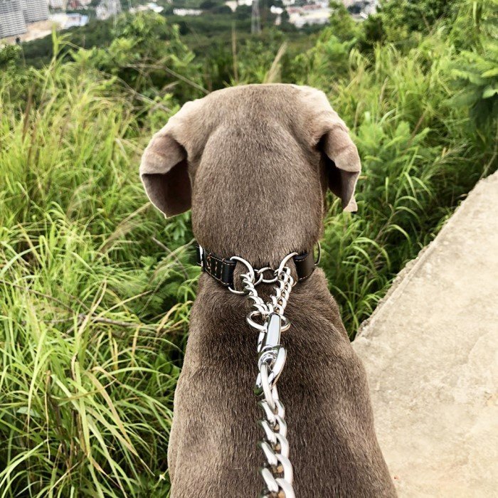 犬 ハーフチョーク 本革 首輪 犬首輪 革 おしゃれ かわいい 大型犬 犬の首輪 ゴールデン いぬ