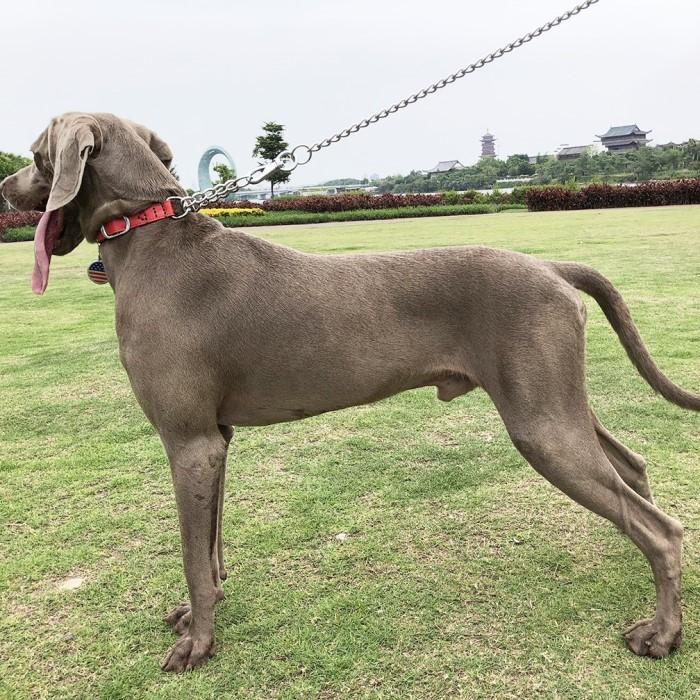 犬 ハーフチョーク 本革 首輪 犬首輪 革 おしゃれ かわいい 大型犬 犬の首輪 ゴールデン いぬ