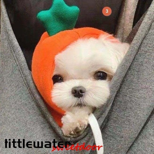 犬 服 フード 生地 暖かいドッグウェア パーカー クリスマス 仮装 りんご にんじん バナナ ペット服 ペット 犬 犬服 犬用 小型犬 コスチューム 秋冬 冬