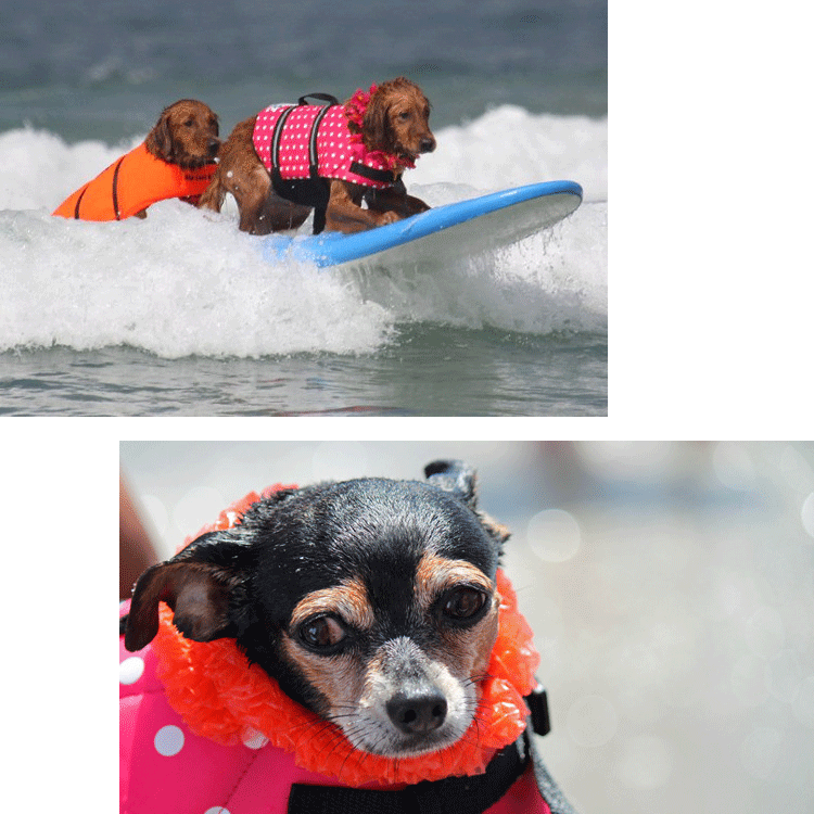 希少アイテム【L/XL】ペットライフジャケット 犬用ライフジャケットが小型犬 中型犬 中小型犬 大型犬 猫用 ライフジャケット 犬救命 犬ペットジャケット ペットジャケット 犬用 救命胴衣 ペット用品
