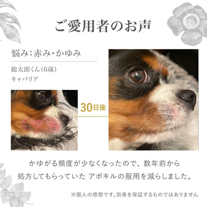 犬用 ゼリー サプリメント ペット用 被毛ケア 栄養ゼリー アナツバメの巣 保健成分 コラーゲン 糖鎖 シアル酸 保湿 水分補給 経口補水液 天然 無添加 さつまいも風味 国産 30本入 1本12g
