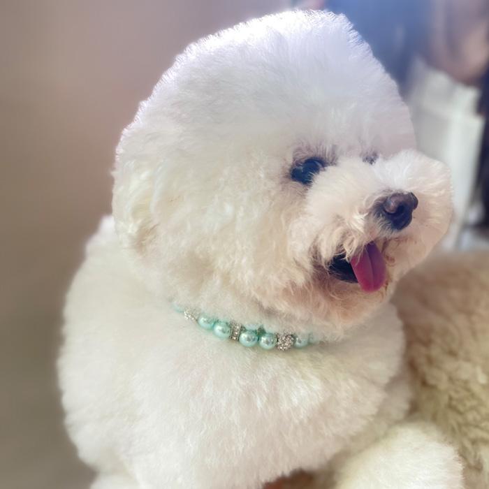 アクセサリー 小型犬 チョーカー セレブ 首輪 おしゃれ パール かわいい きれい ペット 猫 中型犬 キラキラ 犬