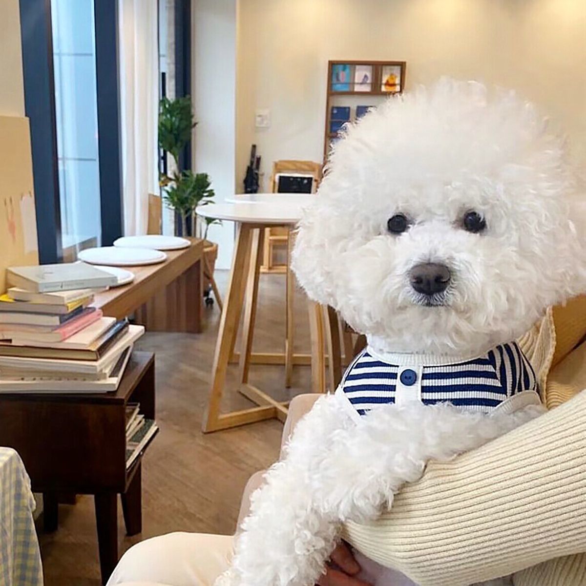 ペット服 ストライプベスト テディ ビションフリーゼ ポメラニアン 小型犬＆中型犬 キャット＆ドッグウェア 犬 服 犬の服 犬 洋服 犬の服夏 犬洋服