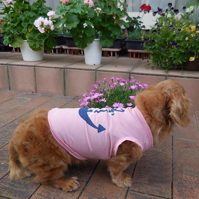 超人気 ペットファッション 犬服 ドッグウェア ペットウェア 薄手 ノースリーブ プリントＴシャツ 碇 マリン 犬用 犬 いぬ ドッグ 可愛い かわいい