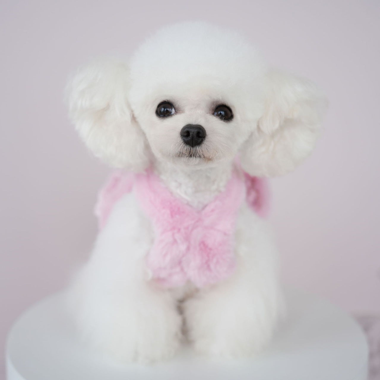 犬の服ペット犬秋冬モデル模造ウサギ毛ホルタードレス猫コールドコート クマテディコート